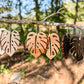 Monstera Leaf Dangling Earrings